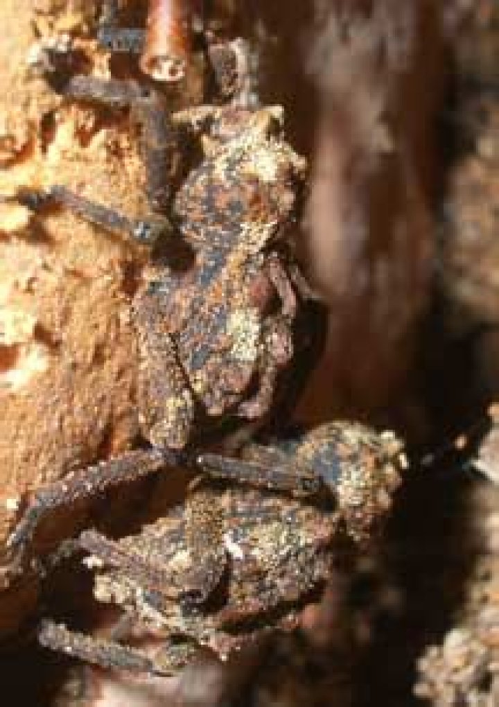 Are acorn weevils harmful?