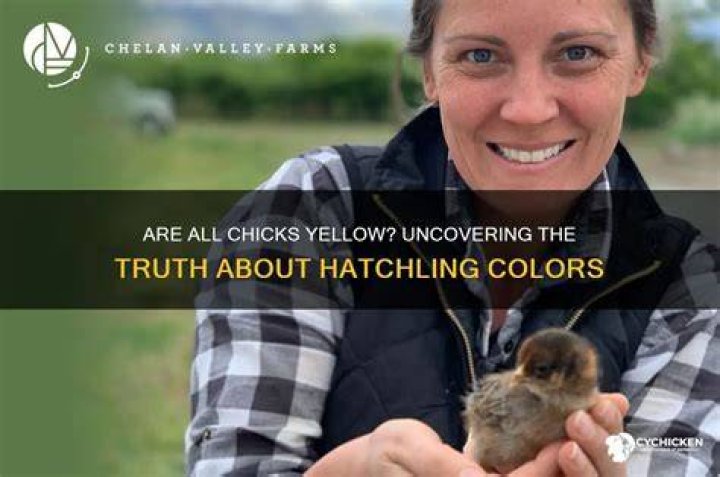 Are all chicks yellow when they hatch?