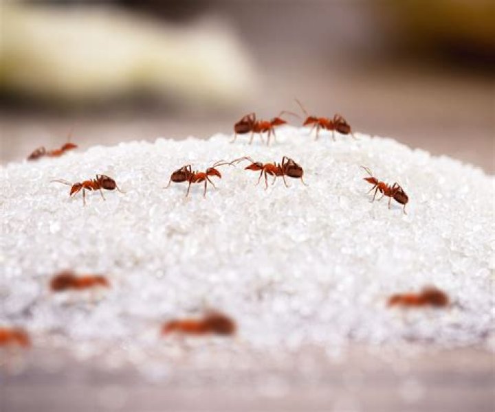 Are ants bad for my lemon tree?
