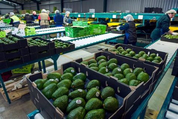 Are avocados illegal in Texas?