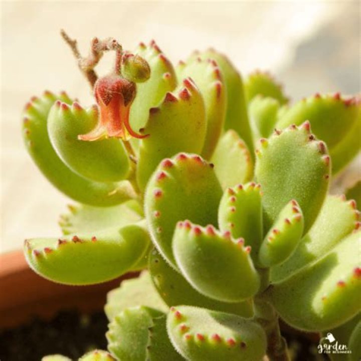 Are Bear Paw succulents poisonous?