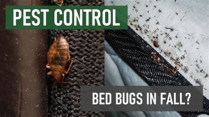 Are bed bugs fuzzy?