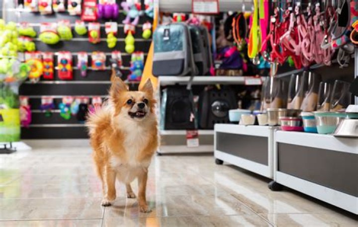 Are bones from pet stores safe for dogs?