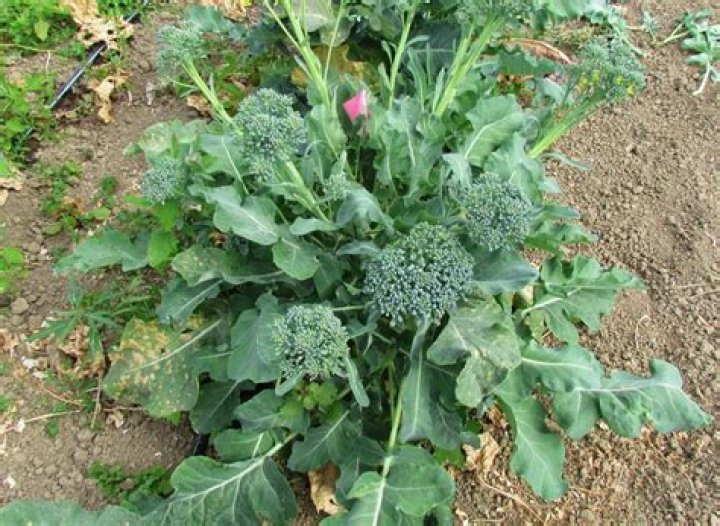 Are broccoli and kale the same plant?