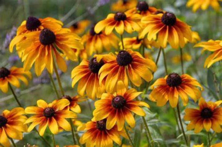 Are Brown Eyed Susans perennial?