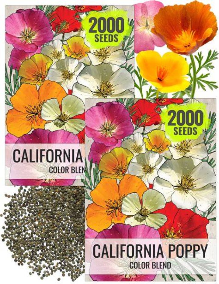 Are California poppy seeds poisonous?