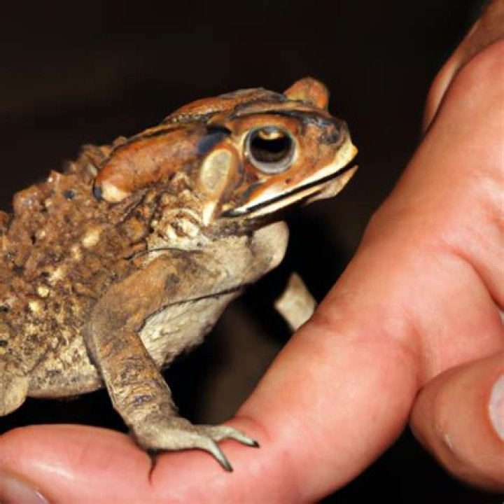 Are cane toads poisonous to touch?