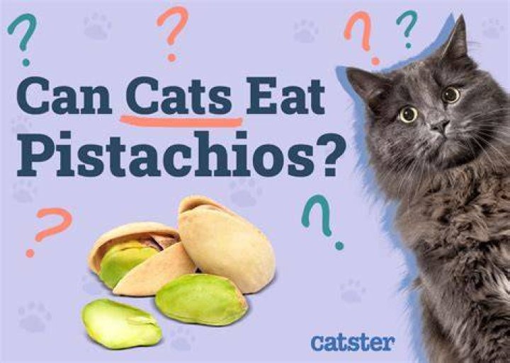 Are cats allowed pistachios?