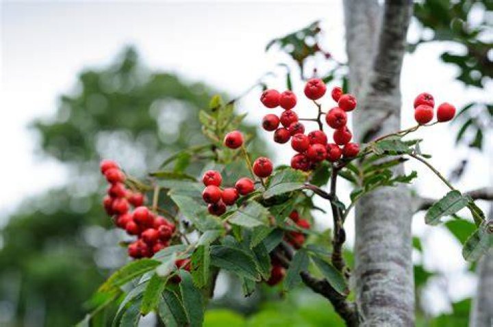 Are Chinese pistache berries edible?