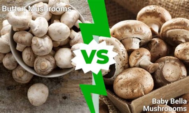 Are cremini and baby bella mushrooms the same?