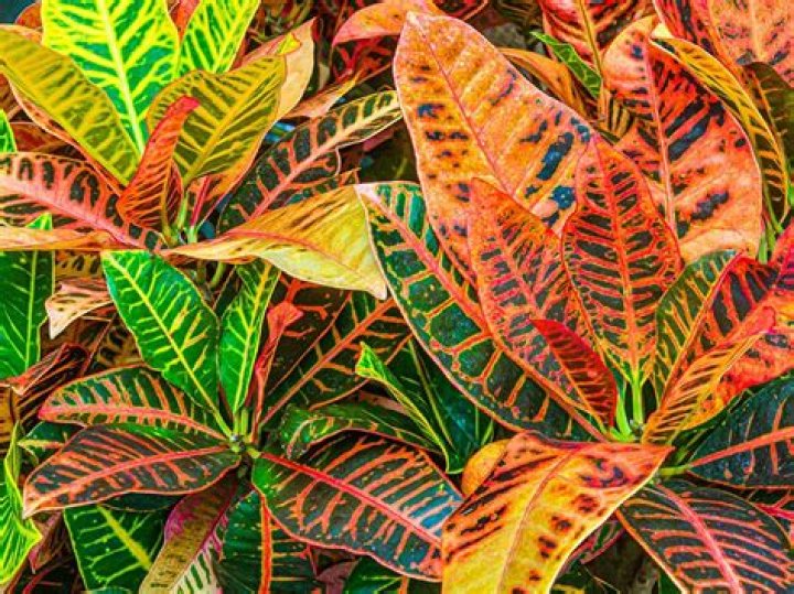 Are Croton plants poisonous to animals?