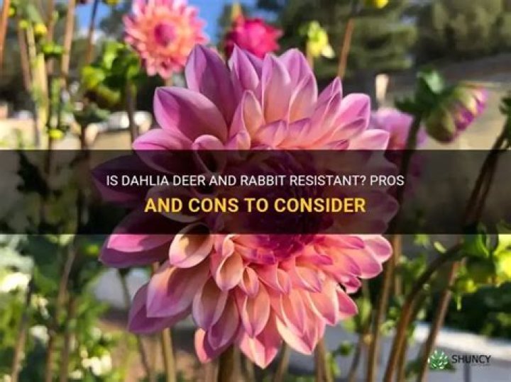 Are Dahlia rabbit resistant?