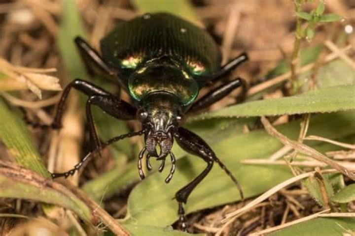 Are darkling beetles poisonous?