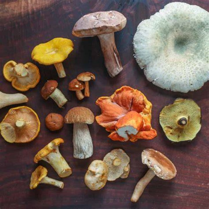 Are dog pecker mushrooms edible?