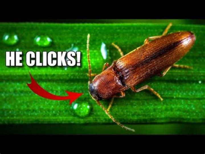 Are Eastern Eyed Click Beetles dangerous?