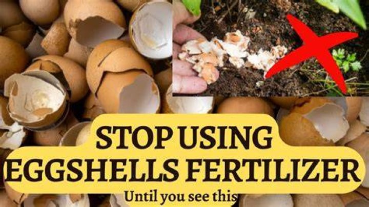 Are egg shells good for tomato and pepper plants?