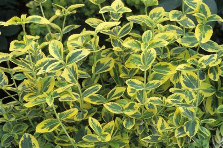 Are Euonymus plants toxic to dogs?