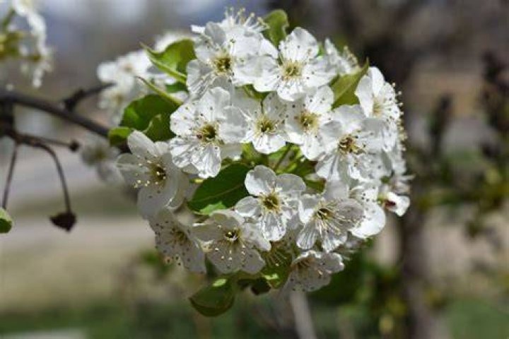 Are flowering pear trees messy?