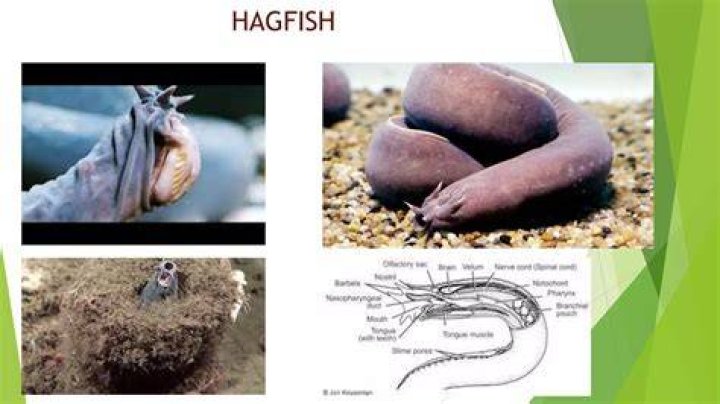 Are hagfish dangerous to humans?