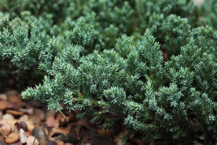 Are junipers a fire hazard?