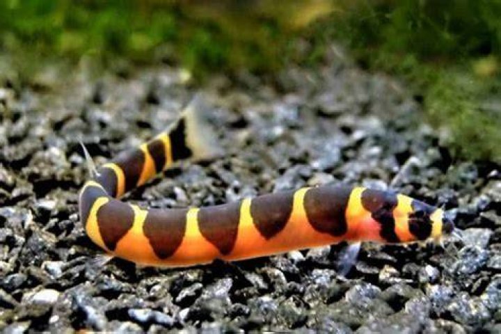 Are Kuhli loaches aggressive?
