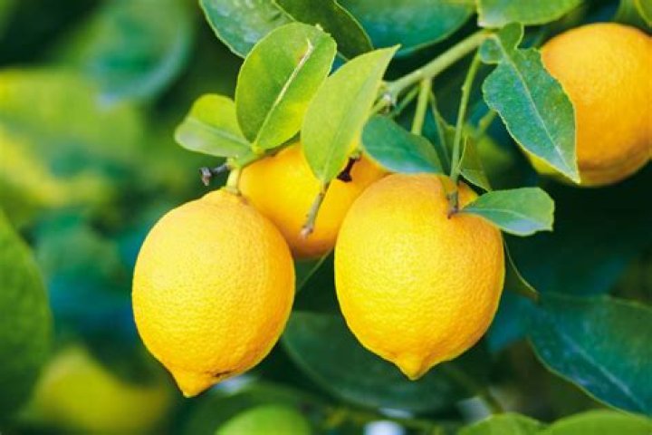 Are lemons a natural fruit?