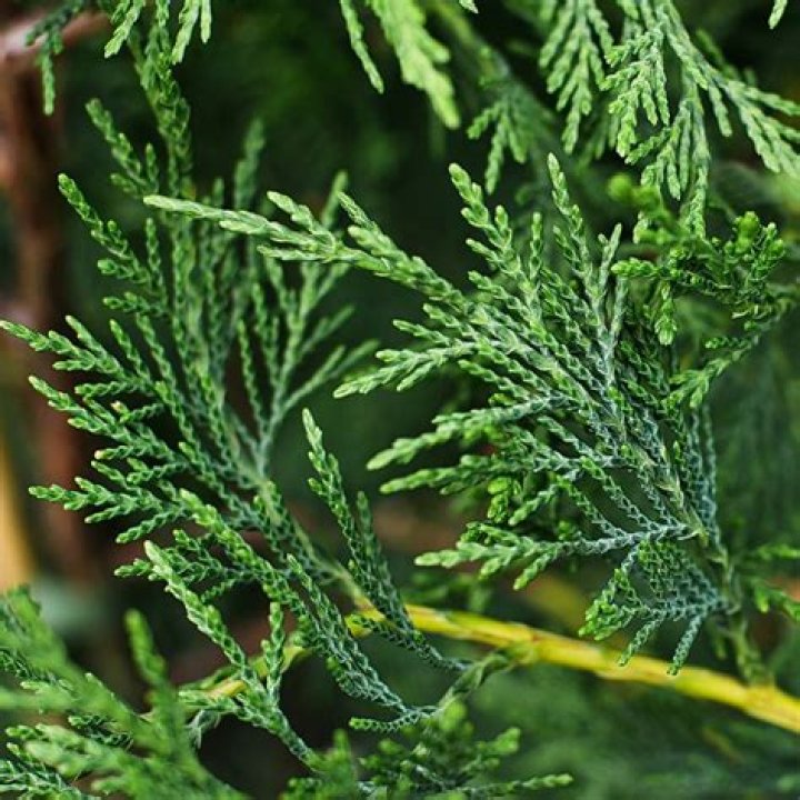 Are leylandii trees poisonous to humans?