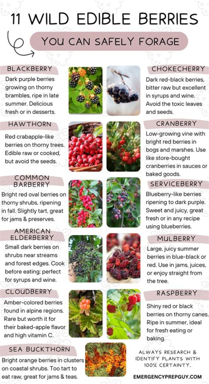 Are lilac berries edible?