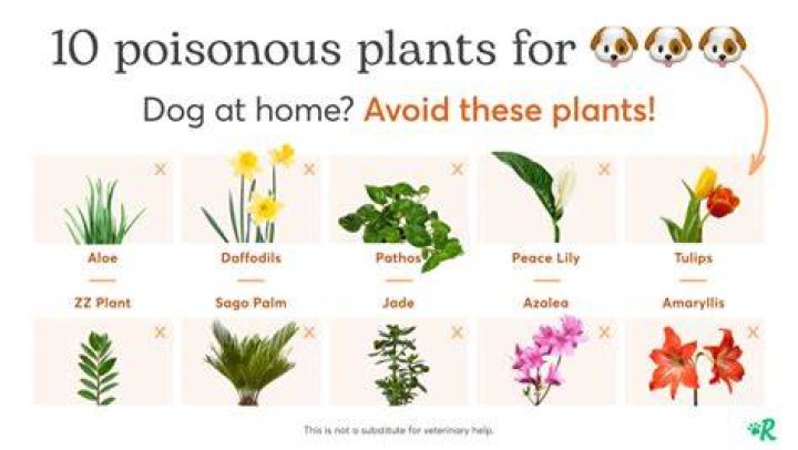 Are loofah plants poisonous to dogs?