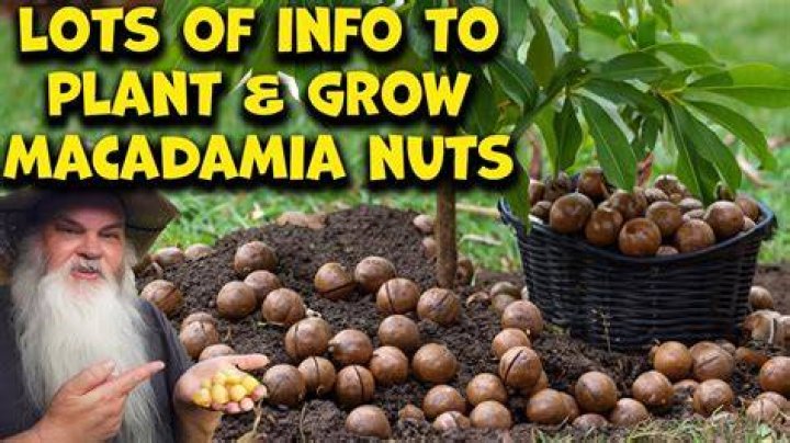 Are macadamia nuts poisonous to humans?