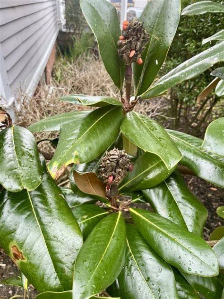 Are magnolia tree pods poisonous to dogs?