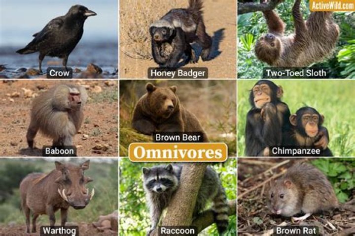 Are meerkats carnivores or omnivores?