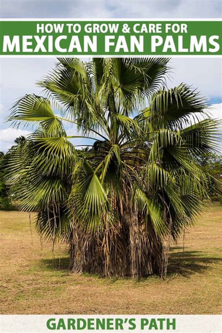 Are Mexican fan palms poisonous?
