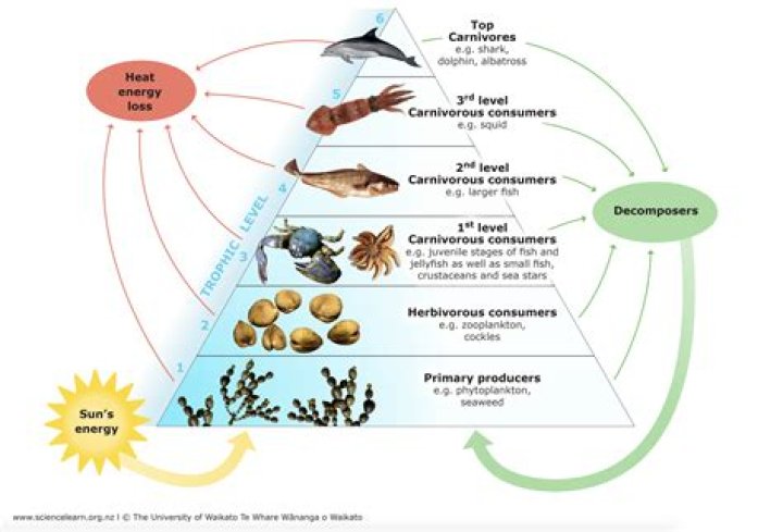 Are minnows producers or consumers?
