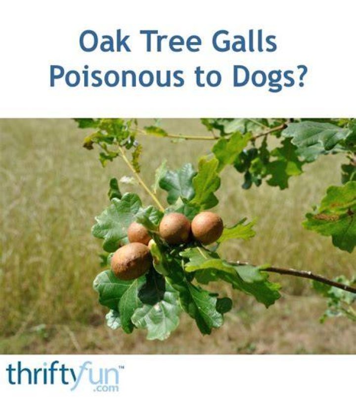 Are oak galls poisonous to dogs?
