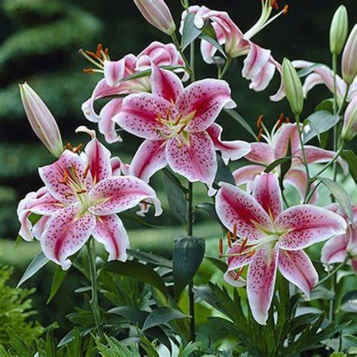 Are Oriental lilies fragrant?