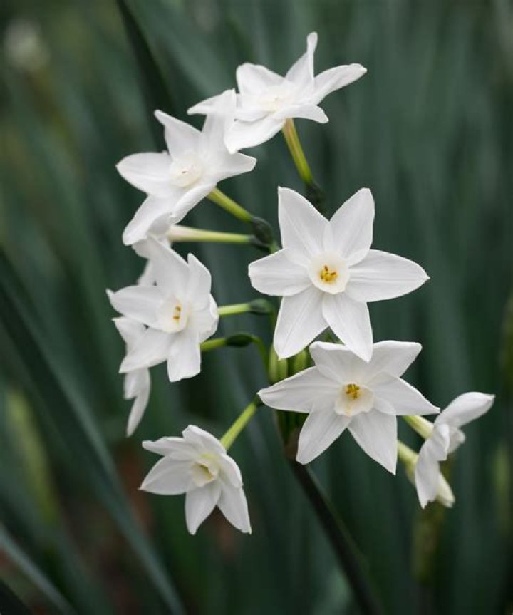 Are paperwhites fragrant?
