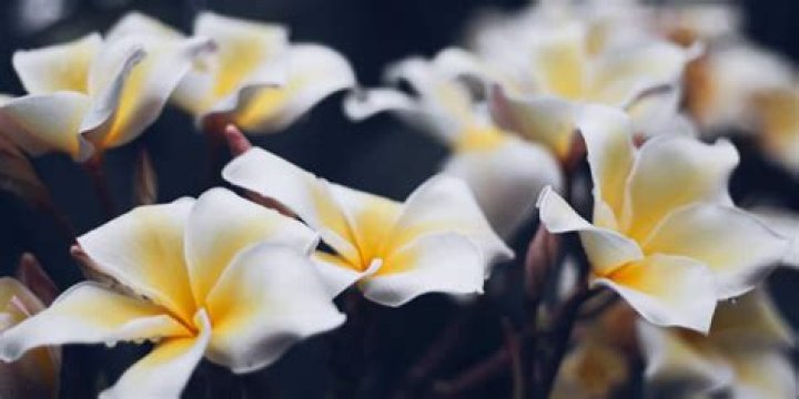 Are plumerias toxic?