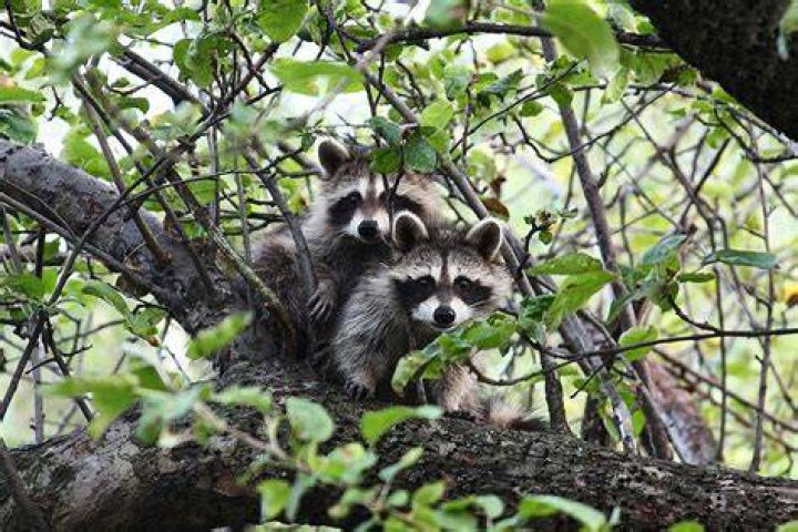 Are raccoons good tree climbers?