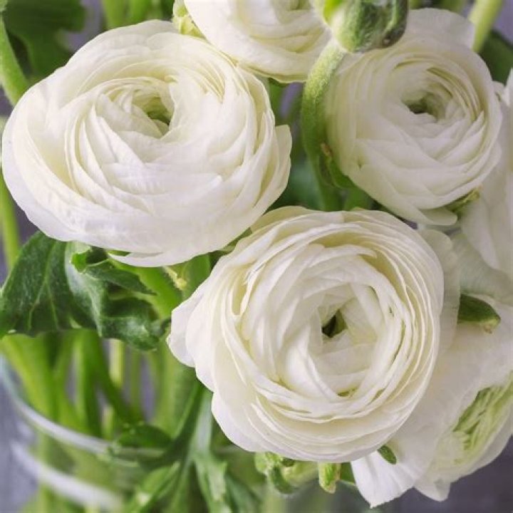 Are Ranunculus flowers edible?