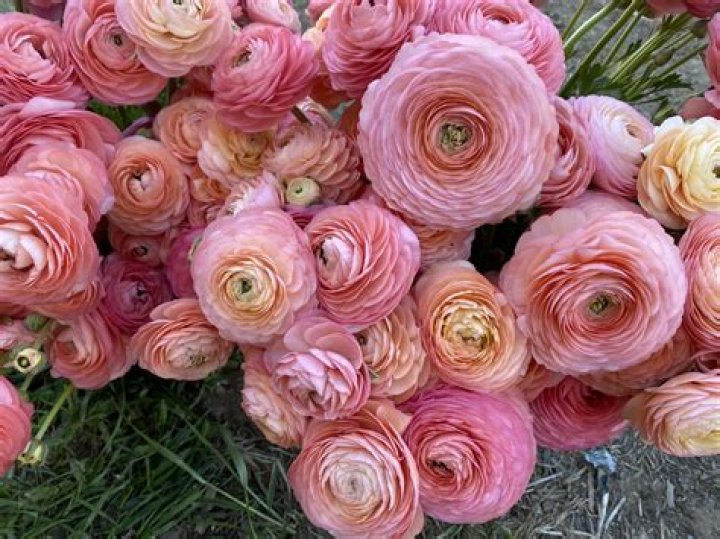 Are Ranunculus flowers poisonous to cats?