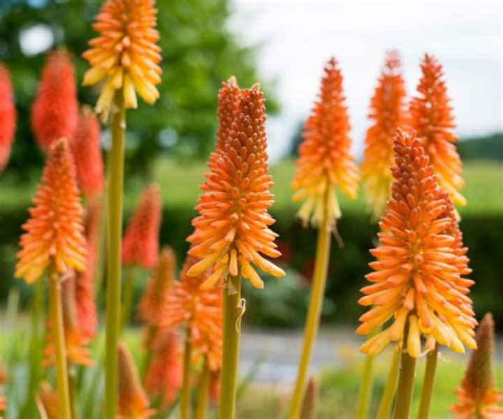 Are red hot poker plants invasive?