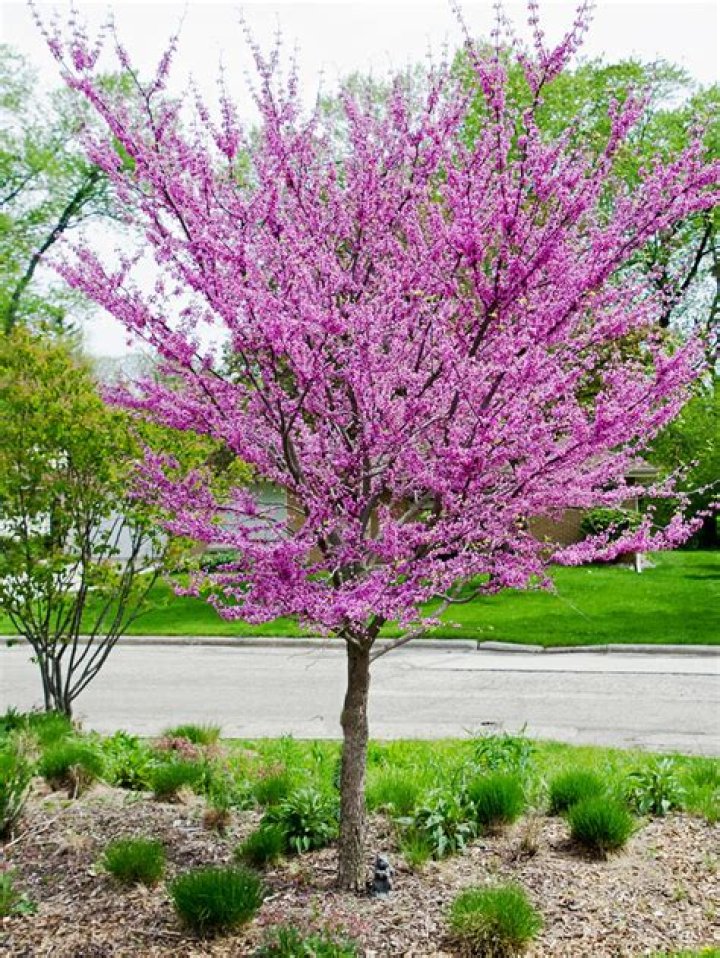 Are redbud trees native to Missouri?
