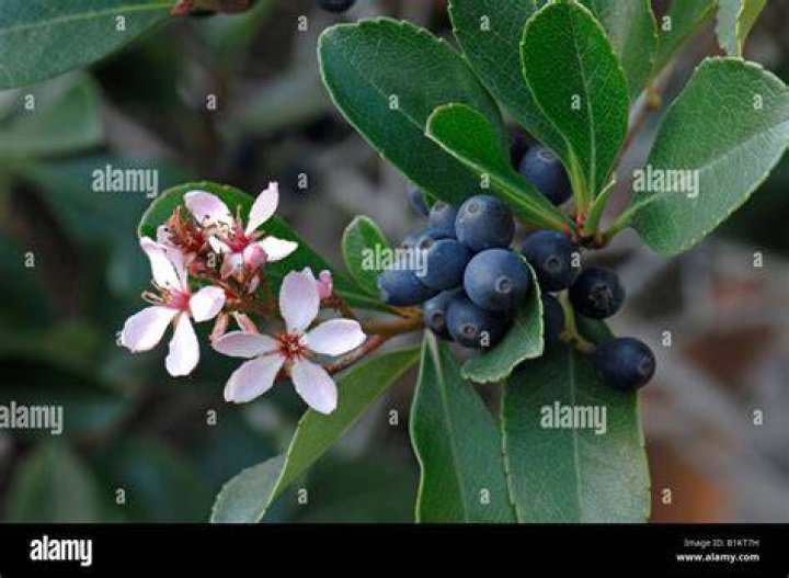 Are Rhaphiolepis Indica berries poisonous?