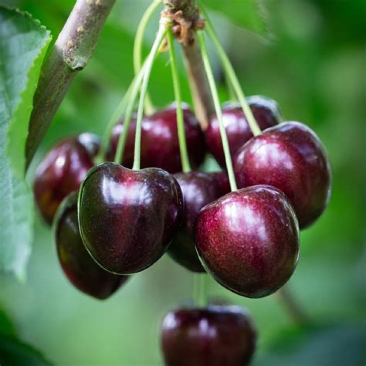 Are Romeo cherries sweet?