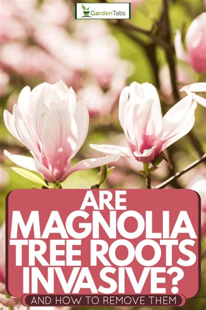 Are Sweetbay magnolia roots invasive?
