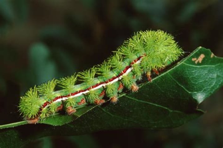 Are tent caterpillars toxic to dogs?