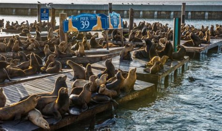Are the sea lions back at Pier 39?