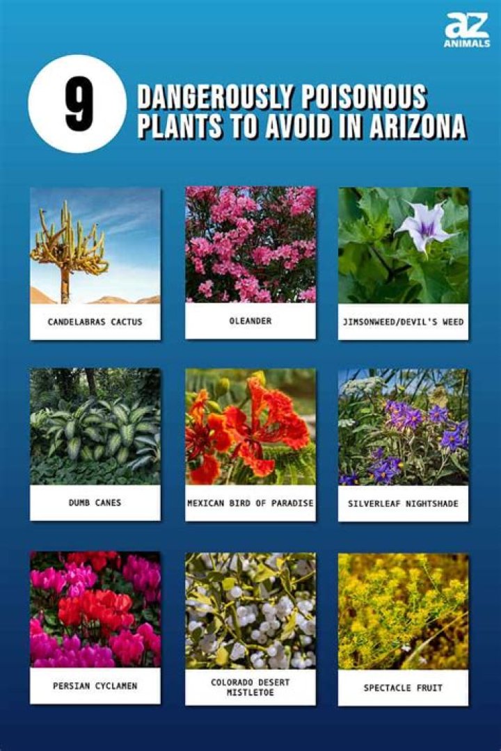 Are there any poisonous ferns?