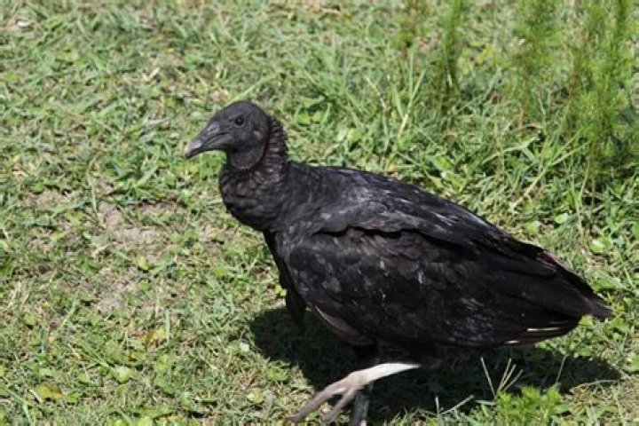 Are there black vultures in Florida?